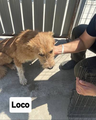 Loco