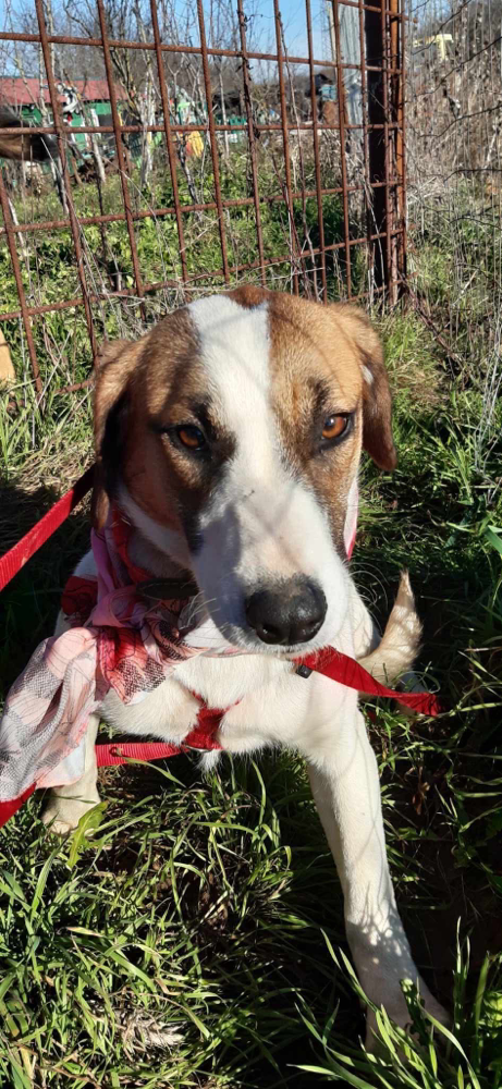 Laika