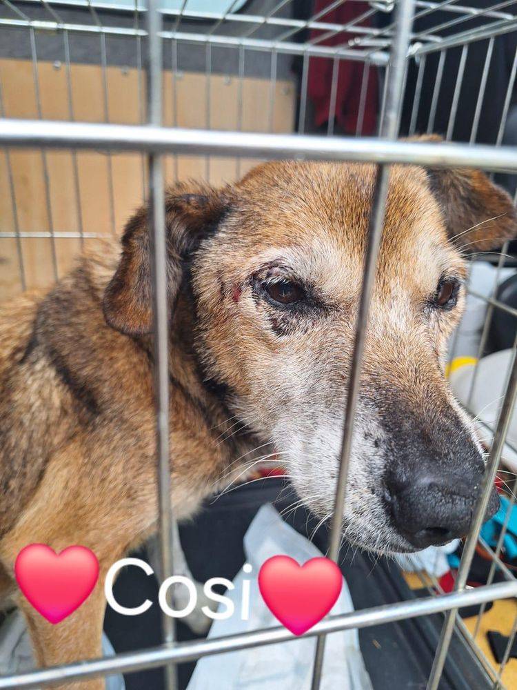 Cosi