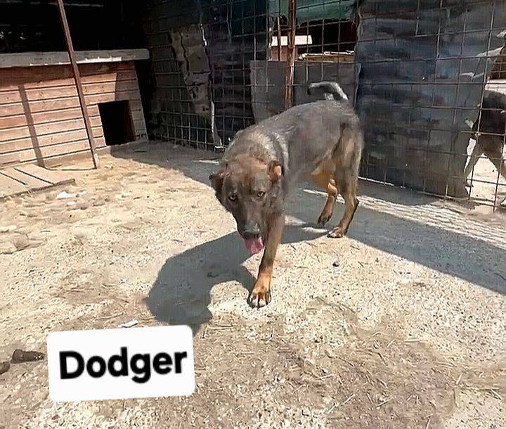Dodger