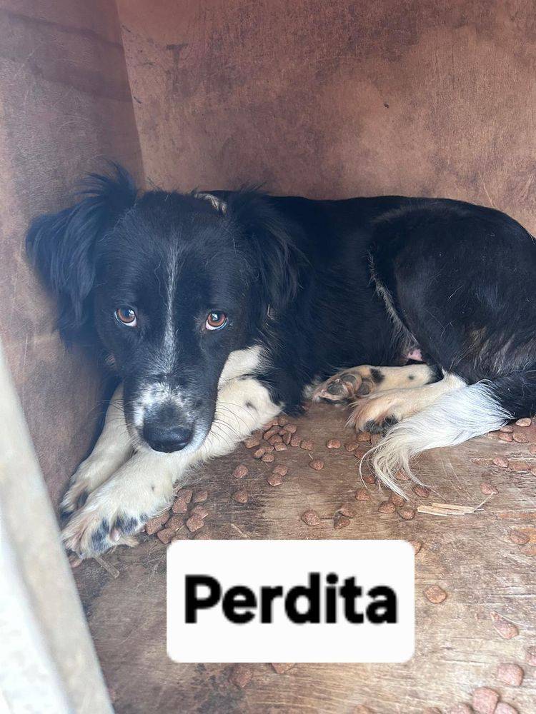 Perdita