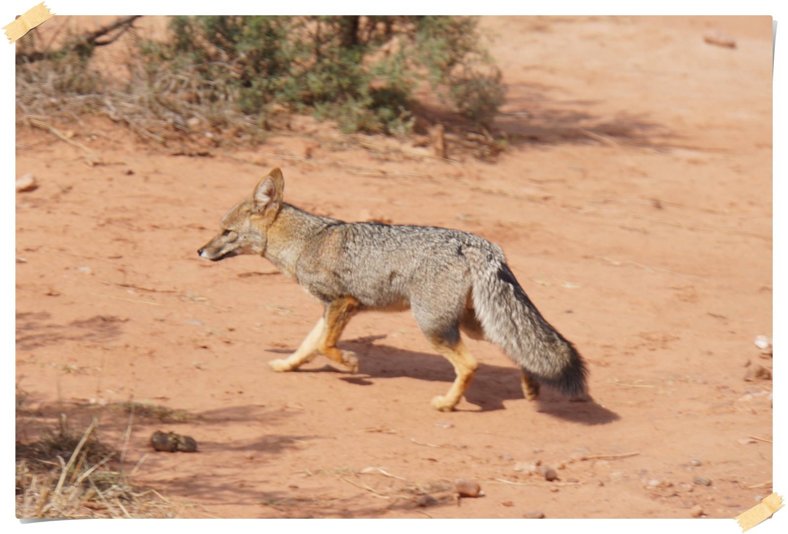 ein einsamer Fuchs begegnet uns