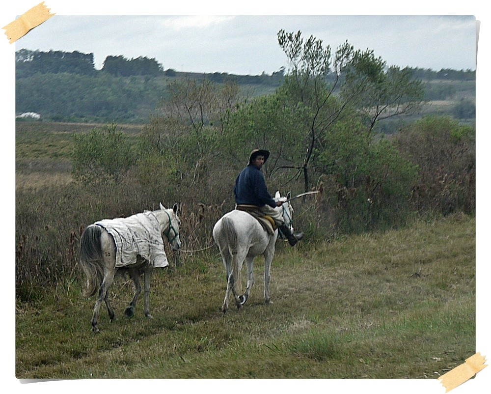 Gaucho