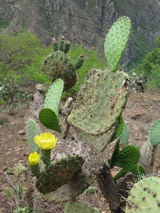 plantas de tunas