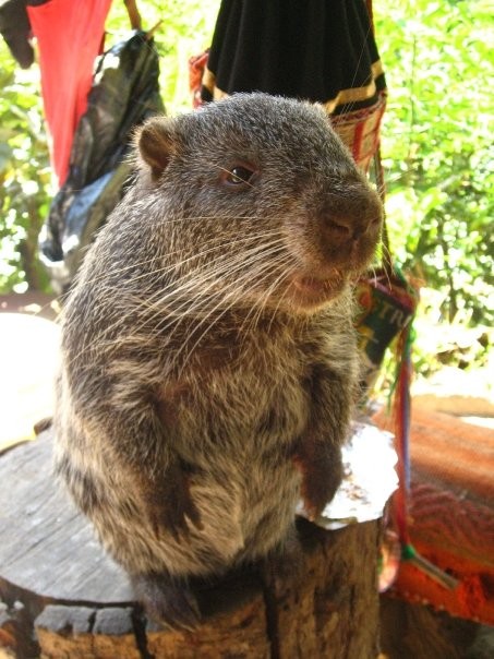 El Picuro , roedor  nocturno de la zona , es vegetariano, pacifico y muy inteligente