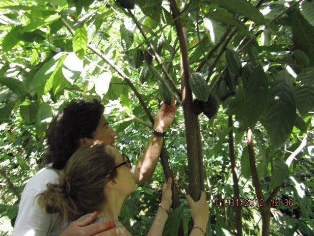 Mirando los frutos del árbol de Cacao