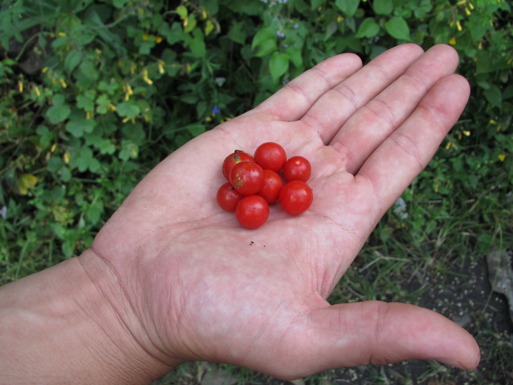 tomates  silvestres