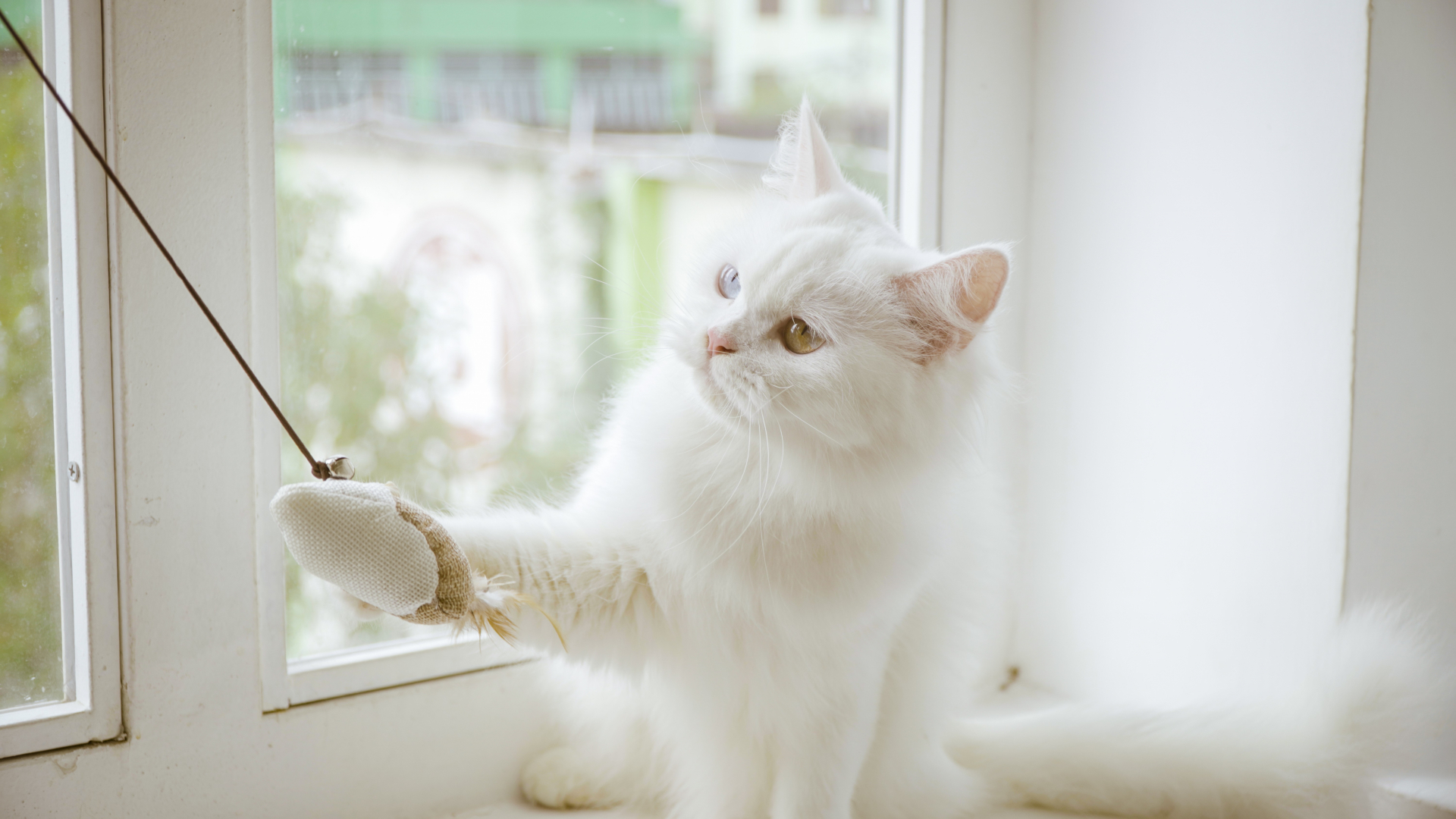 猫ちゃんのお世話に伺いました！