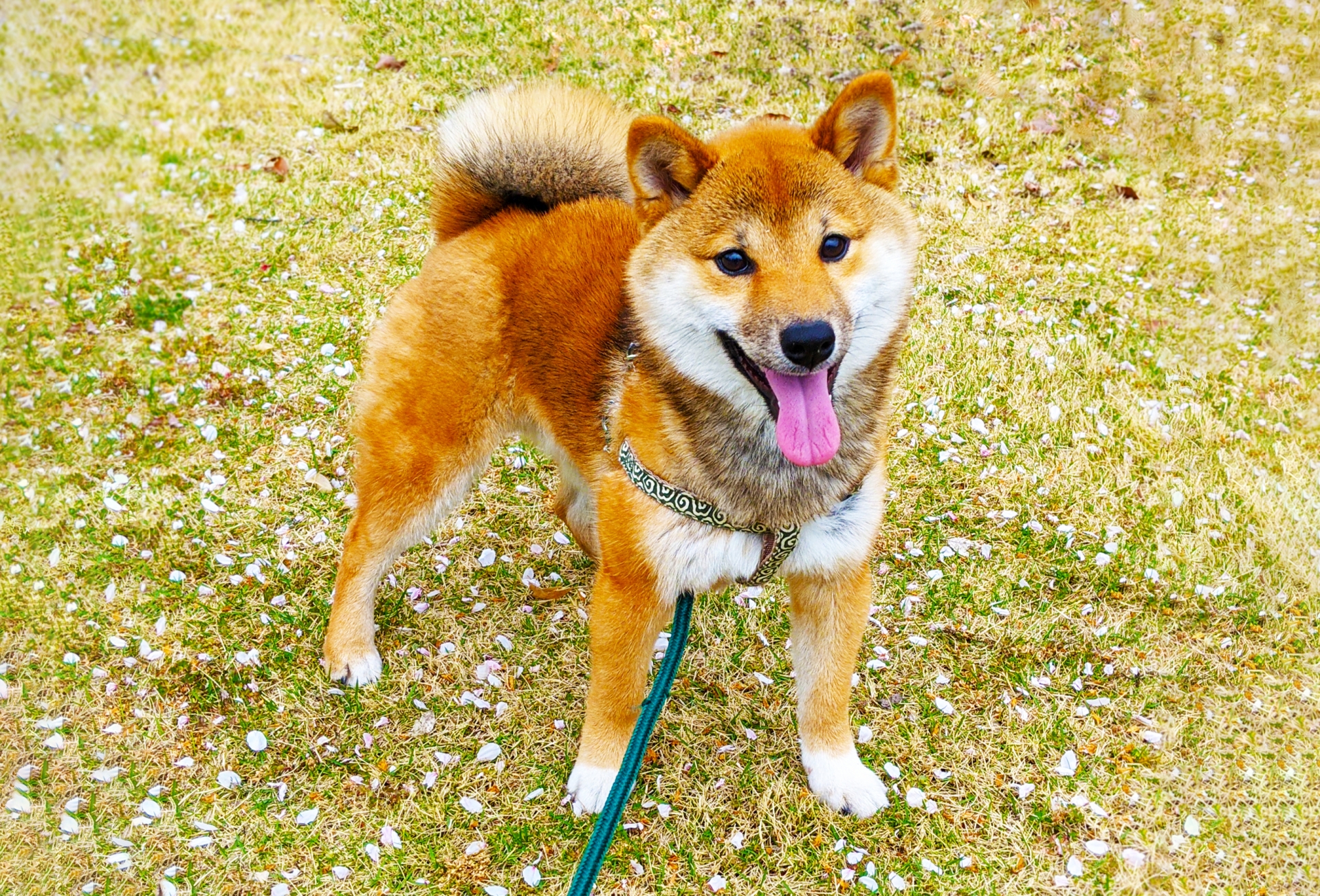 柴犬くんのお世話に行ってきました！