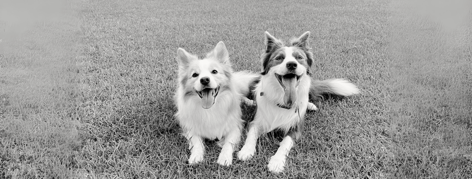Happy Friendsの2匹の犬の画像