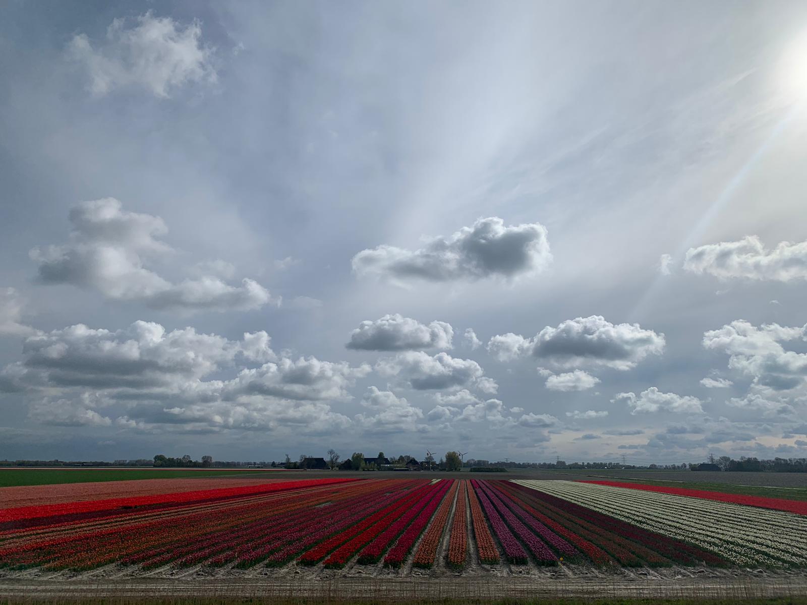 Tulpen uit.........Groningen!!!