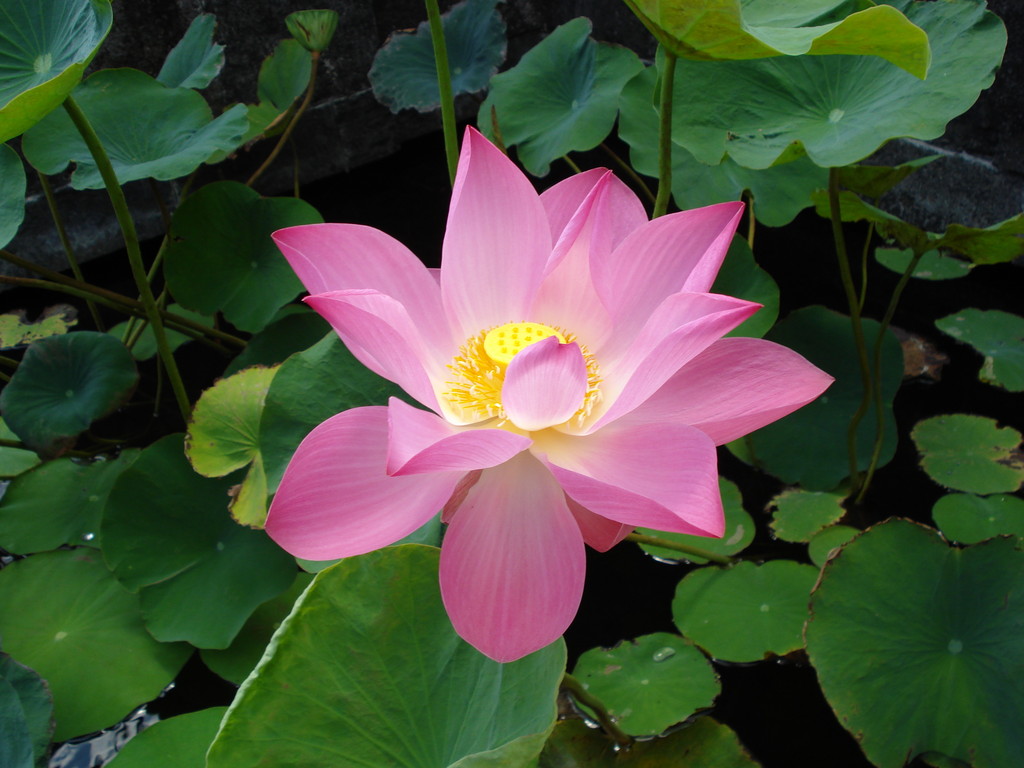 Le côté zen... Fleur de lotus