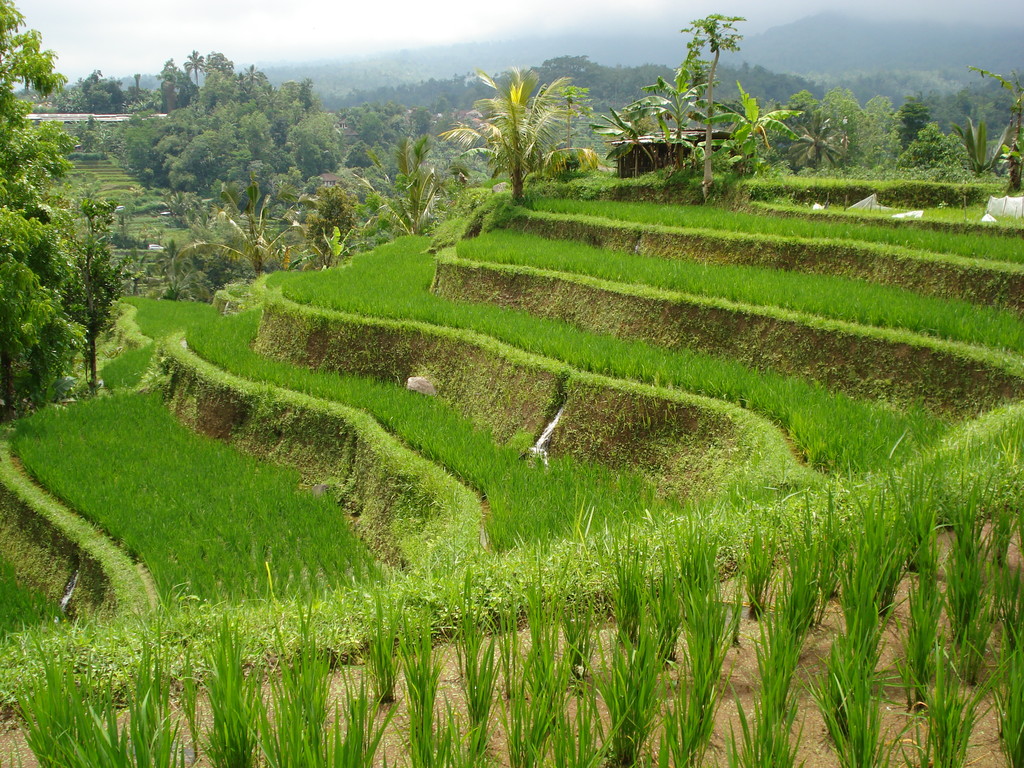 La beauté des rizières