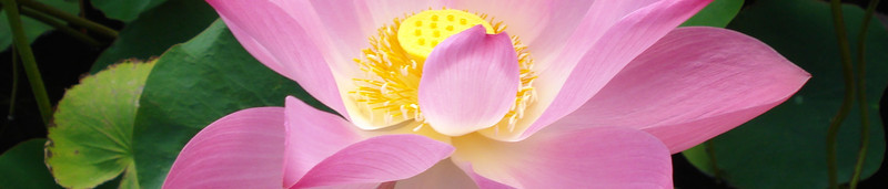 Lotus Bali