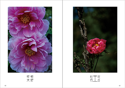 花の王：牡丹