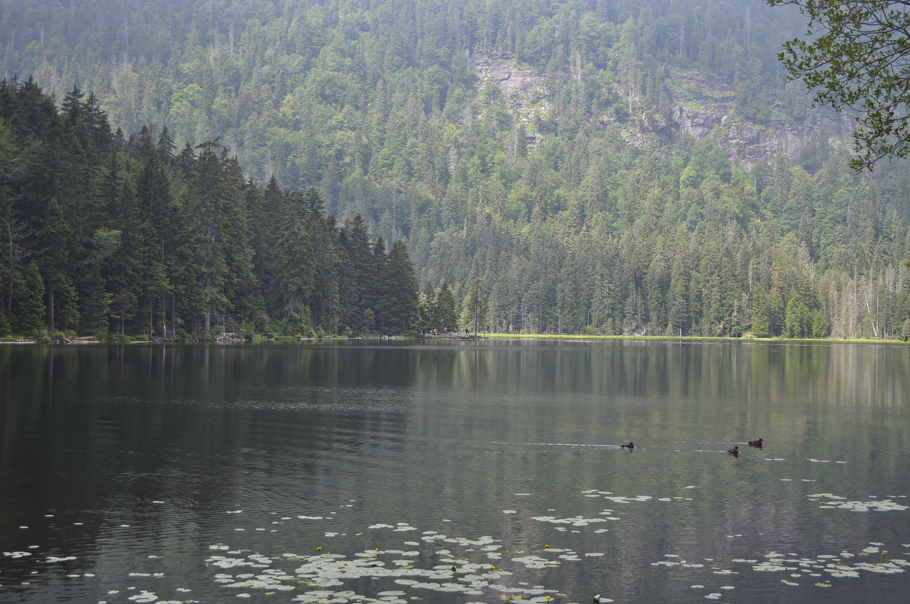 Rund um den großen Arbersee!