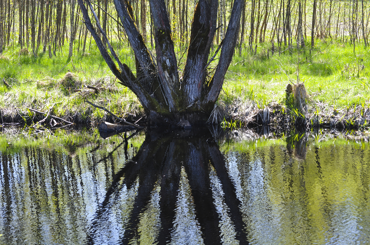 Das Moor bei Arrach!