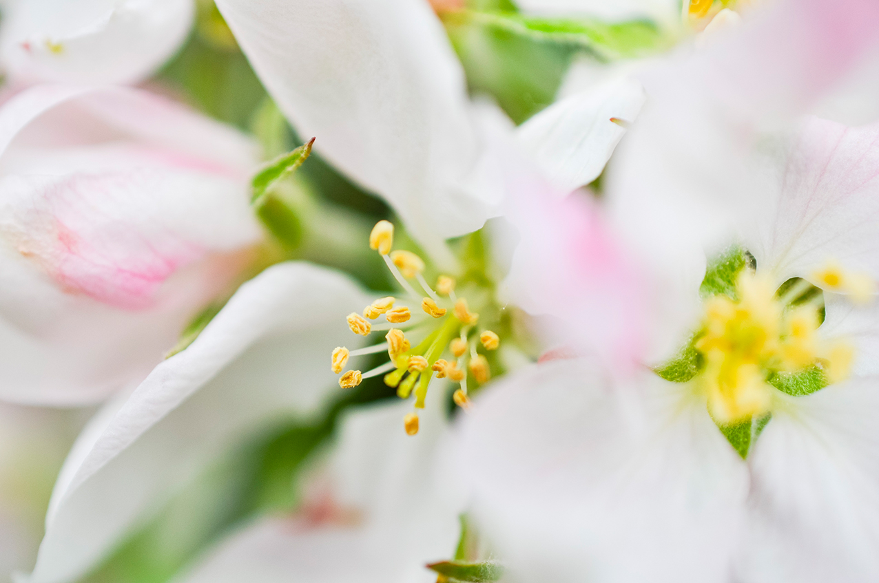 Der Frühling hält Einzug!