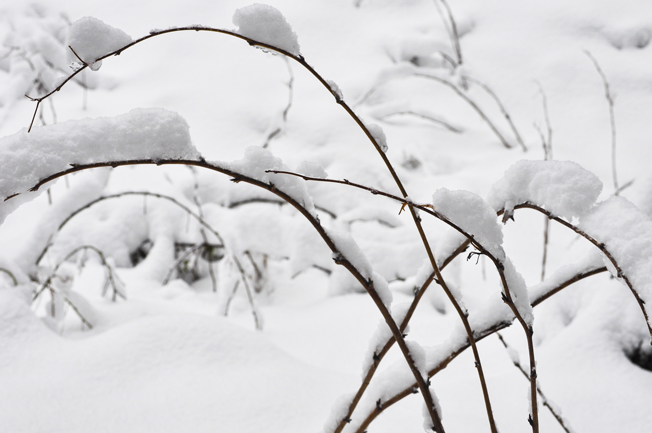 Winterwald bei Rittsteig!