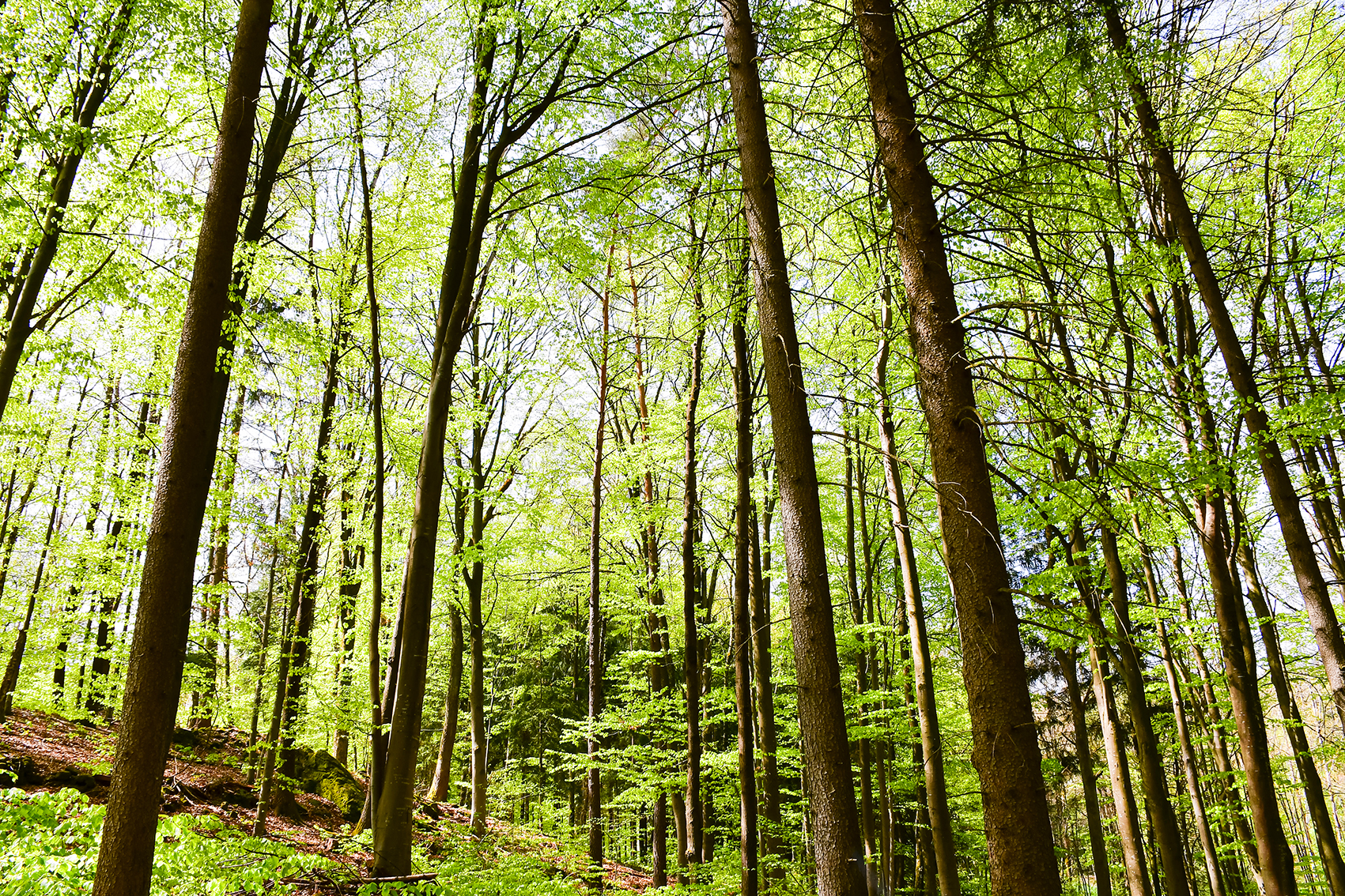 Waldspaziergang am Ostersonntag!