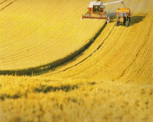 Fiatagri Ernte 1990