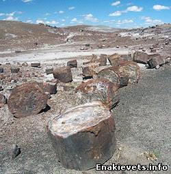 Дружковские окаменевшие деревья