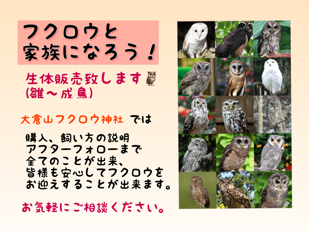大倉山にふくろうカフェ Ookurayamafukurou ページ