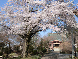 台林寺の枝垂れ桜
