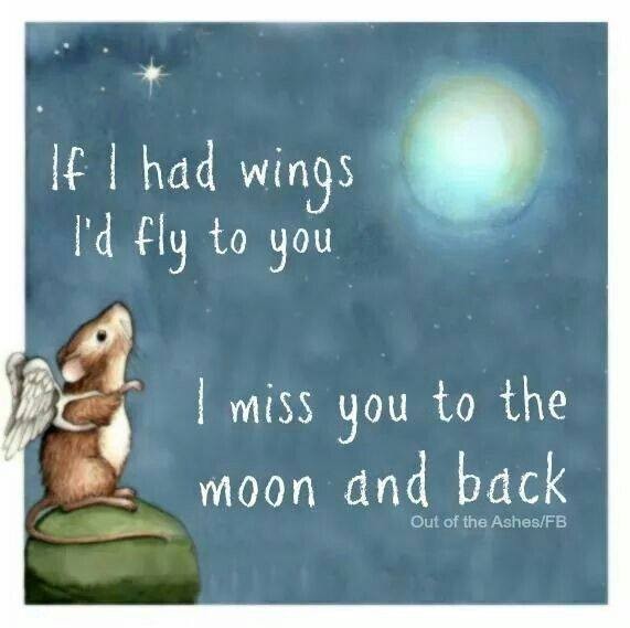 Miniaturbullterrier Stubborn Head. Sternenkinder Miniaturbullterrier