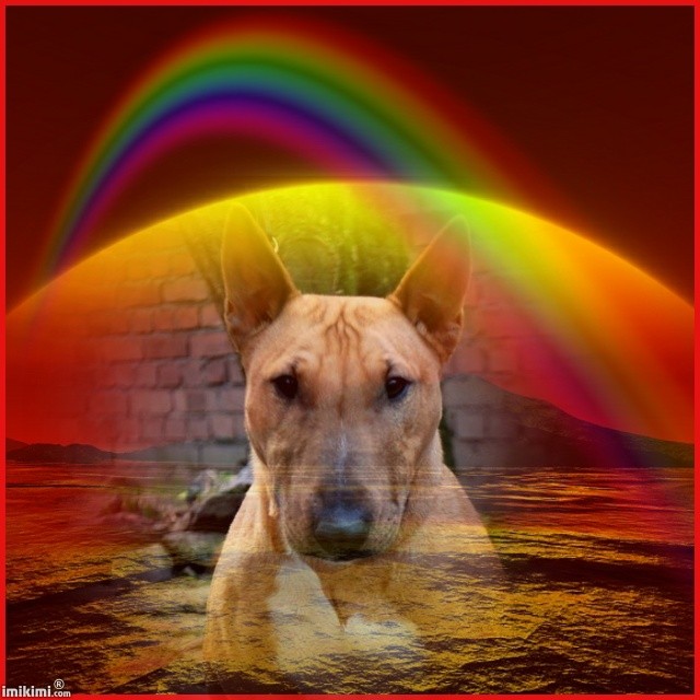 Miniaturbullterrier Stubborn Head. Sternenkinder Miniaturbullterrier