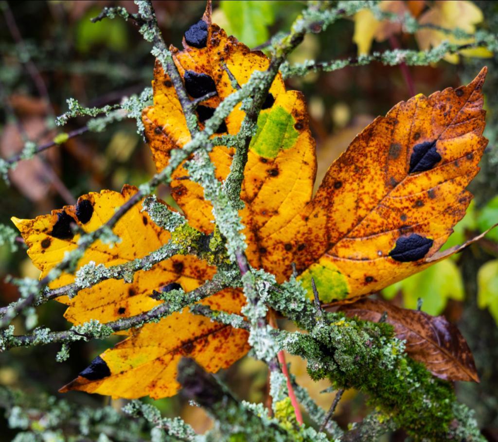 Der Herbst in seinem Metall(Element) | Immunsystem stärken