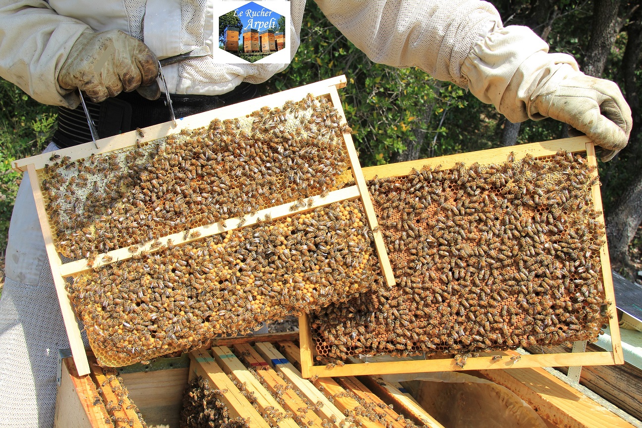 Vente - Matériel apicole - Le Rucher Arpeli Apiculture