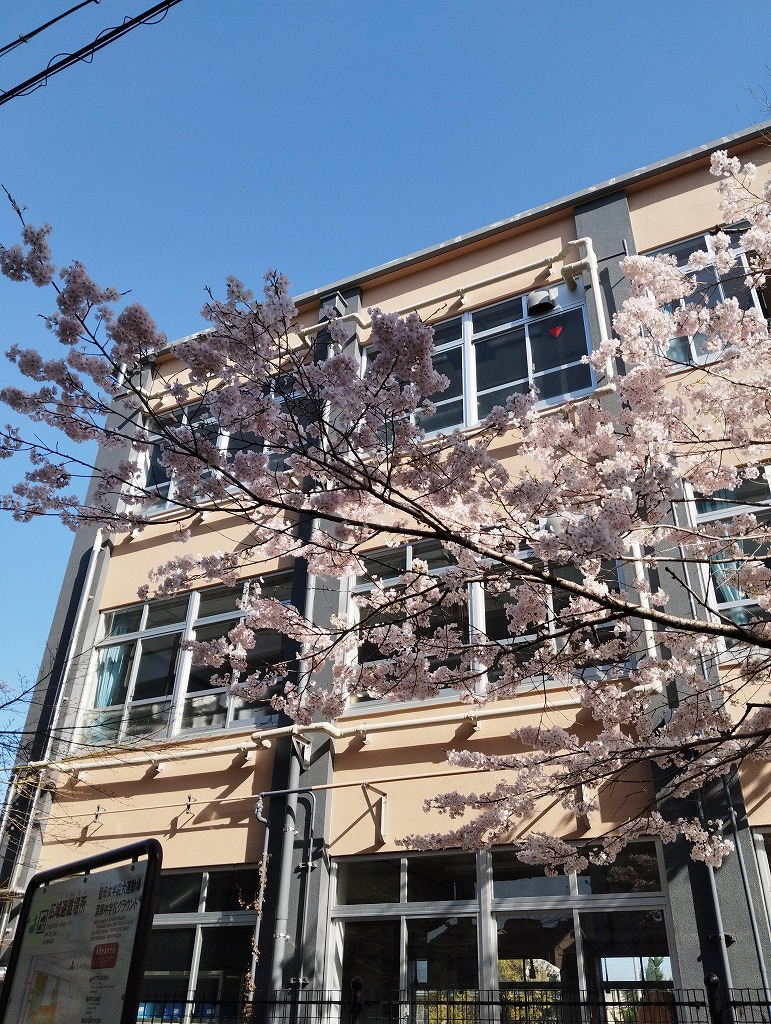 深草中学校の桜