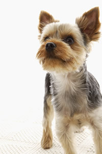 犬