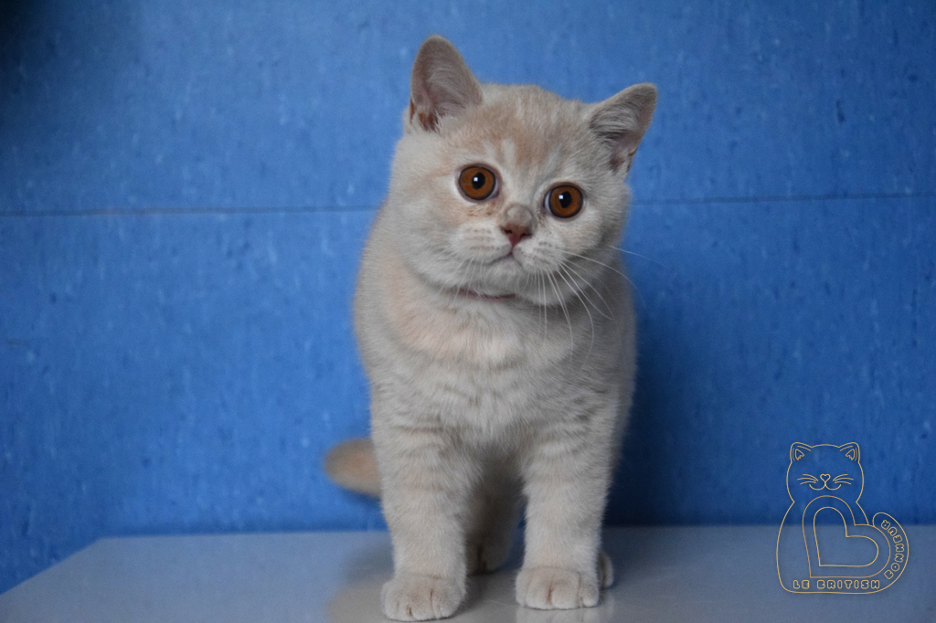 3 mois
