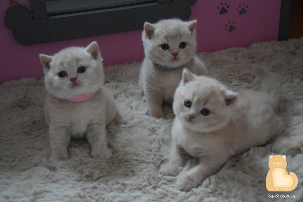4 semaines