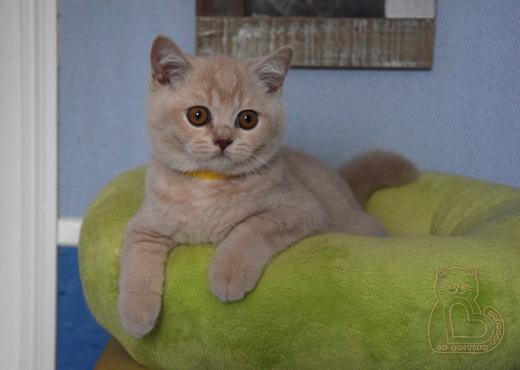 3 mois