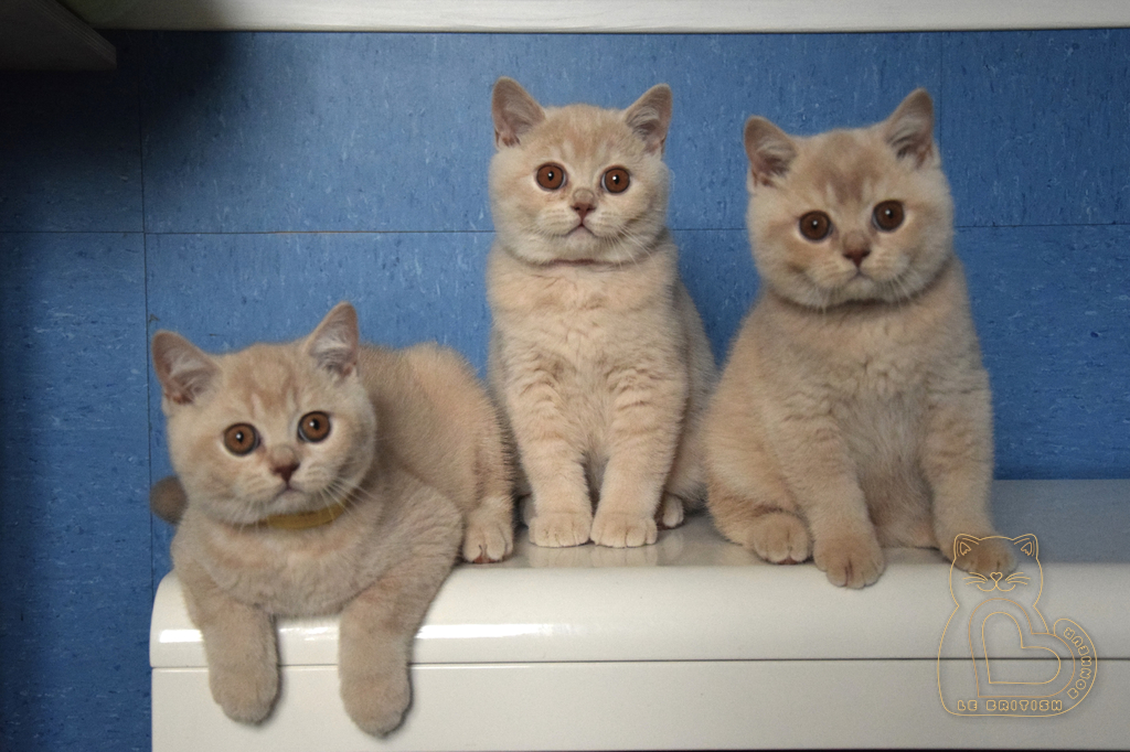 3 mois