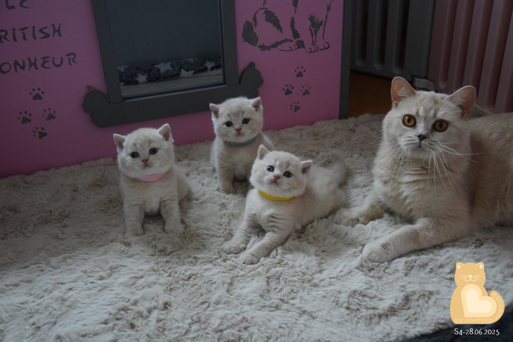 4 semaines