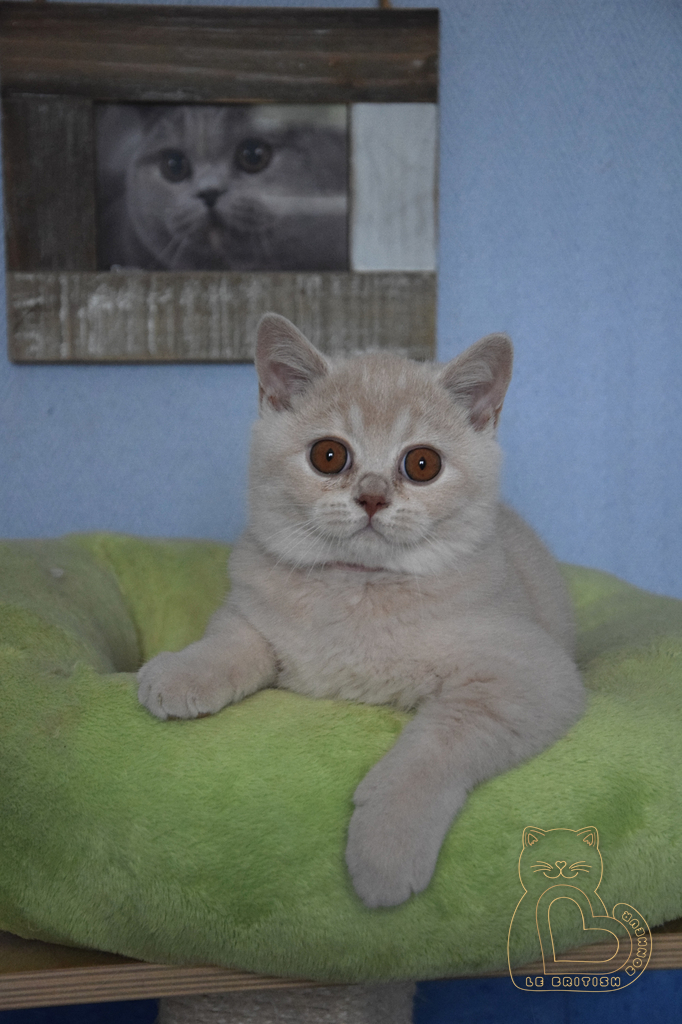3 mois