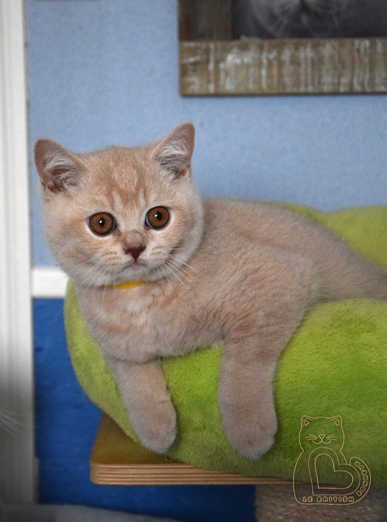 3 mois