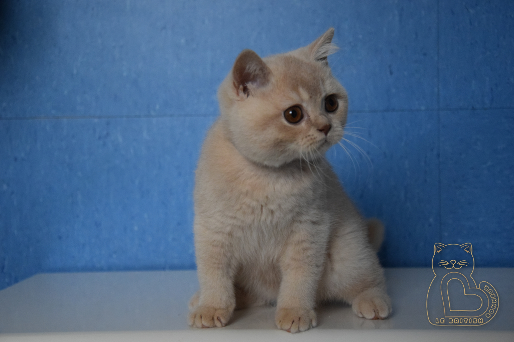 3 mois