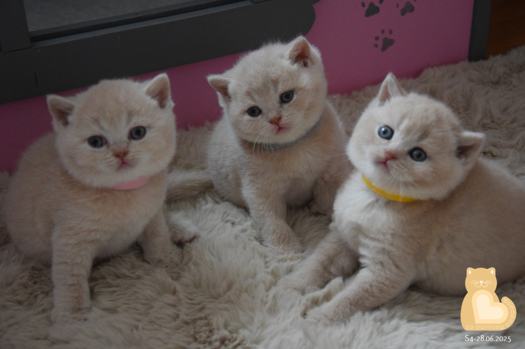 4 semaines
