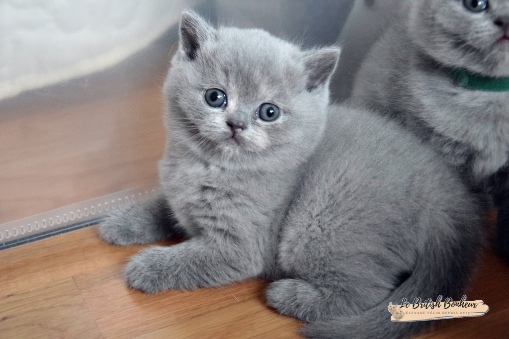 1 mois
