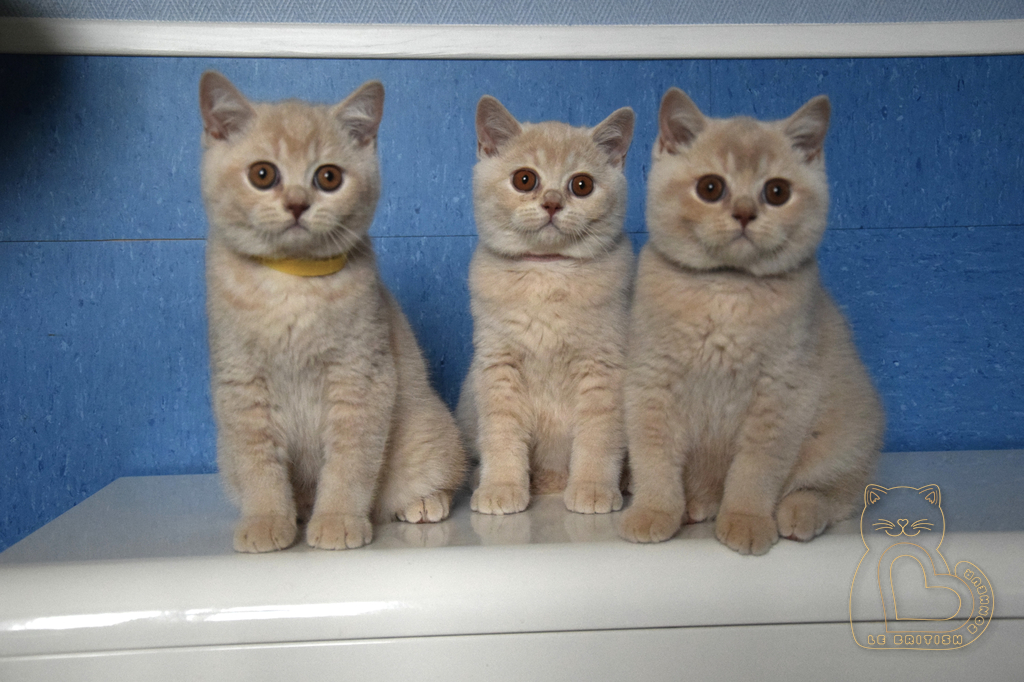 3 mois