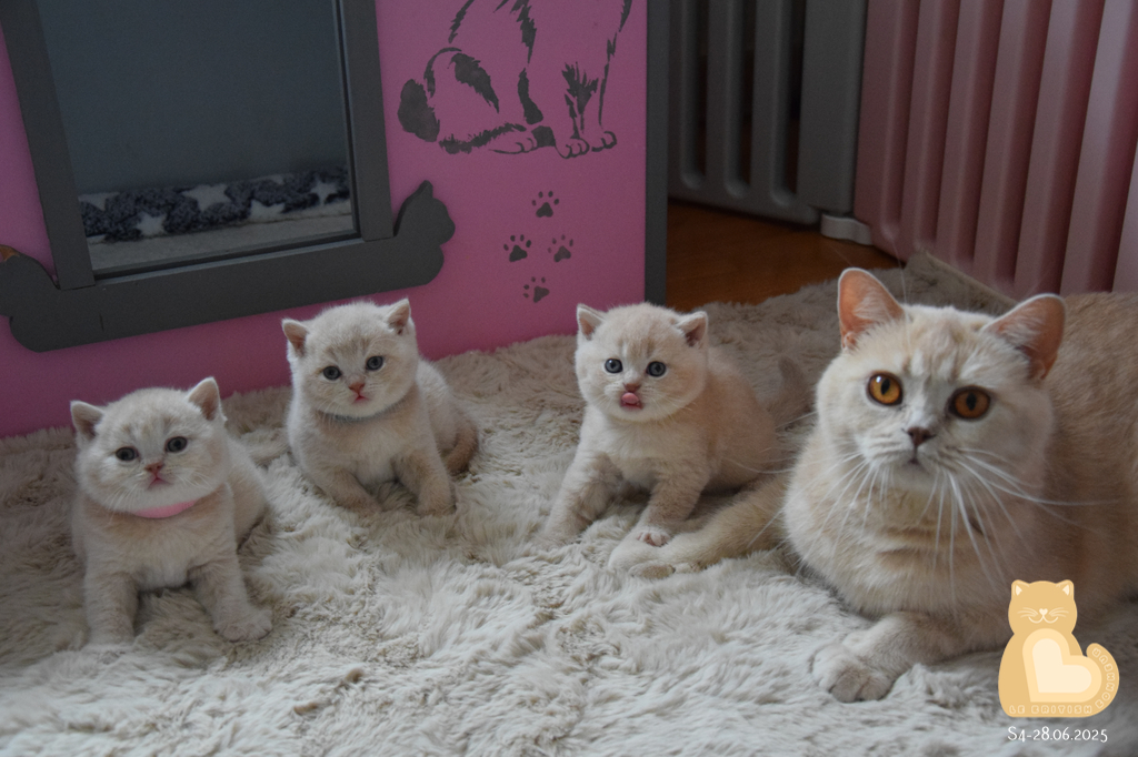 4 semaines