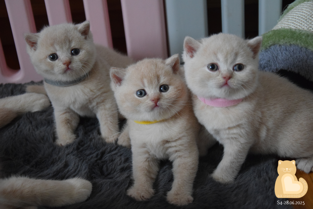 4 semaines