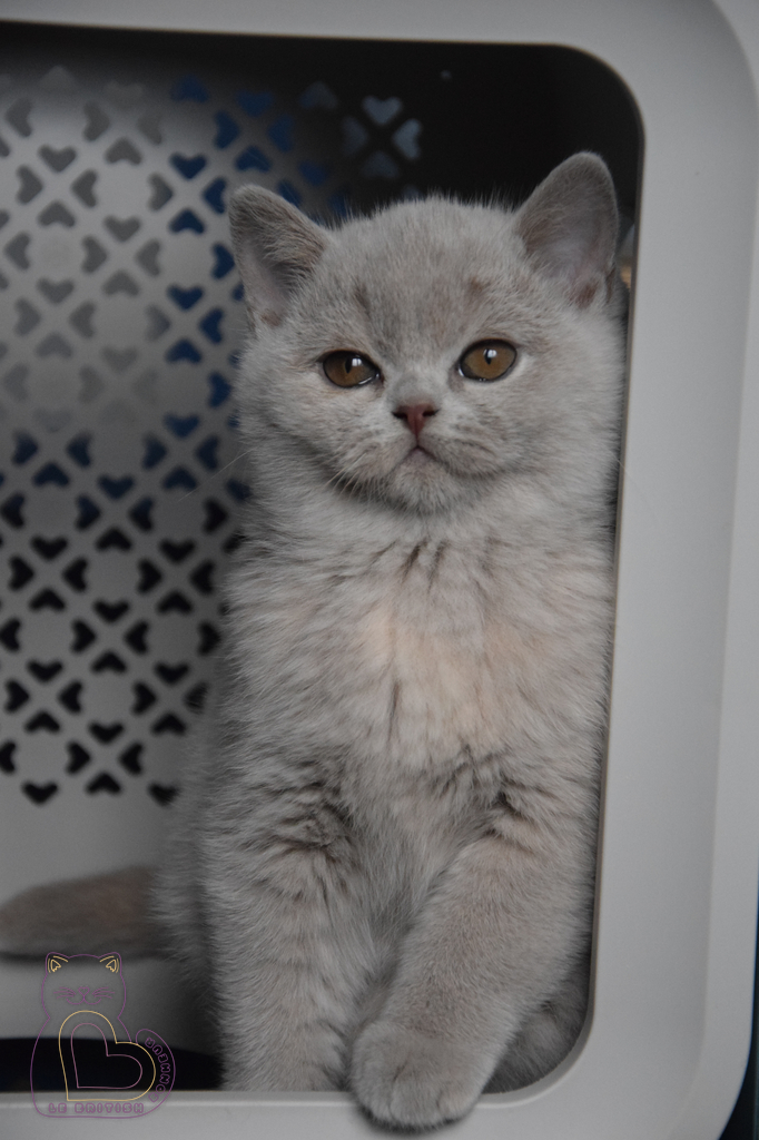 11 semaines