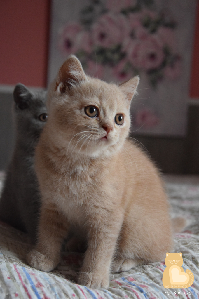 2 mois