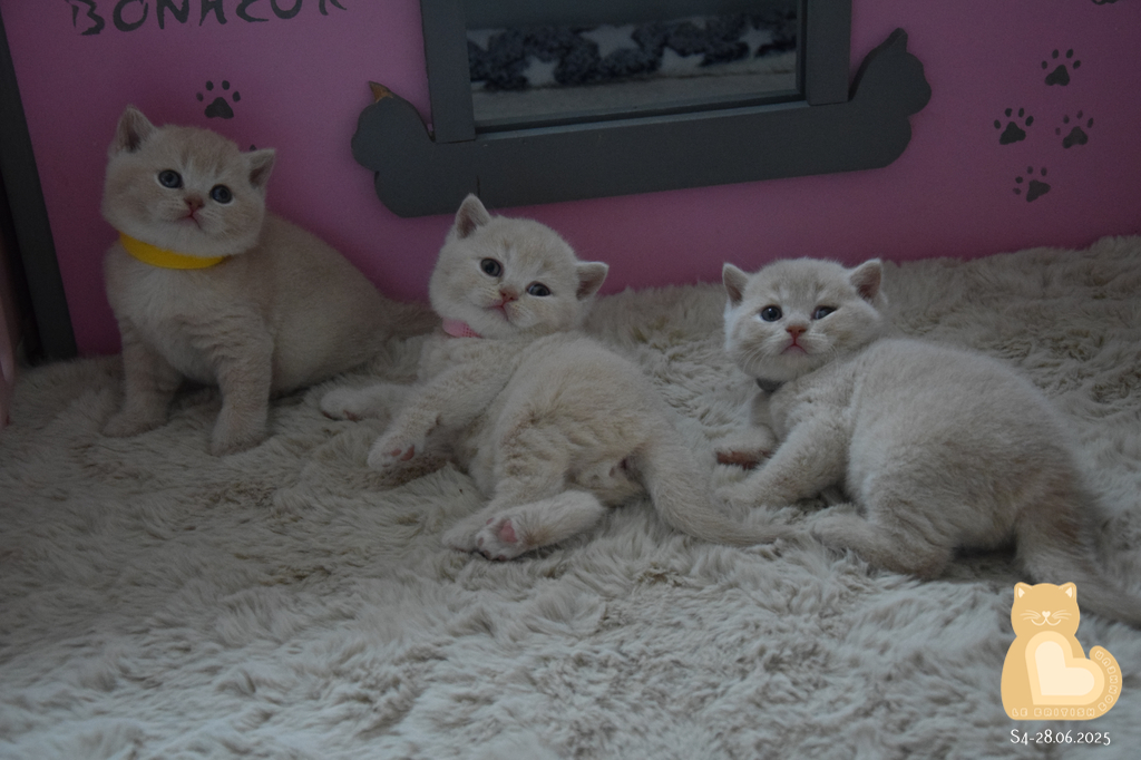 4 semaines